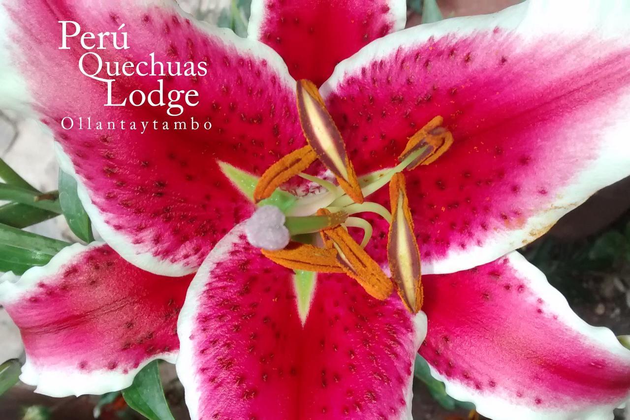 Peru Quechua'S Lodge オランテイタンボ エクステリア 写真